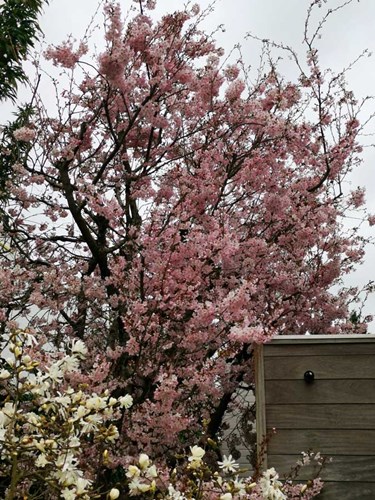 Afbeelding bij Prunus pandora / Japanse sierkers