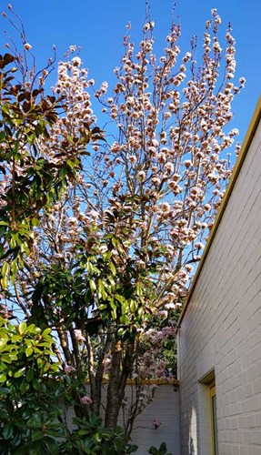 Afbeelding bij Prunus serrulata amanogawa / Japanse sierkers