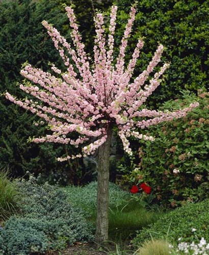 Afbeelding bij Prunus triloba / Amandelboompje