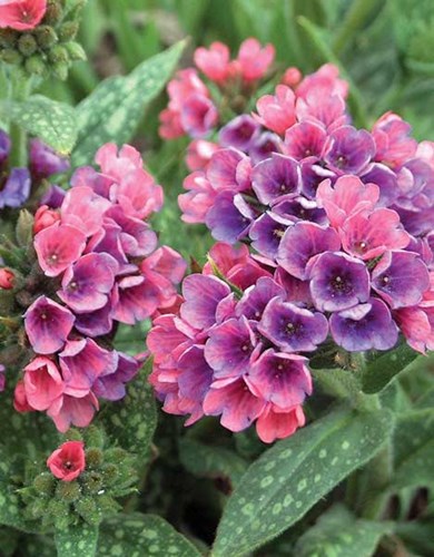 Afbeelding bij Pulmonaria / Longkruid (soort)