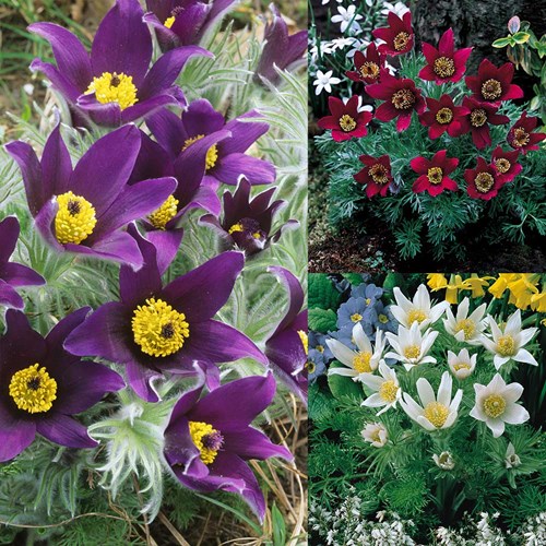 Afbeelding bij Pulsatilla / Wildemanskruid (soort)