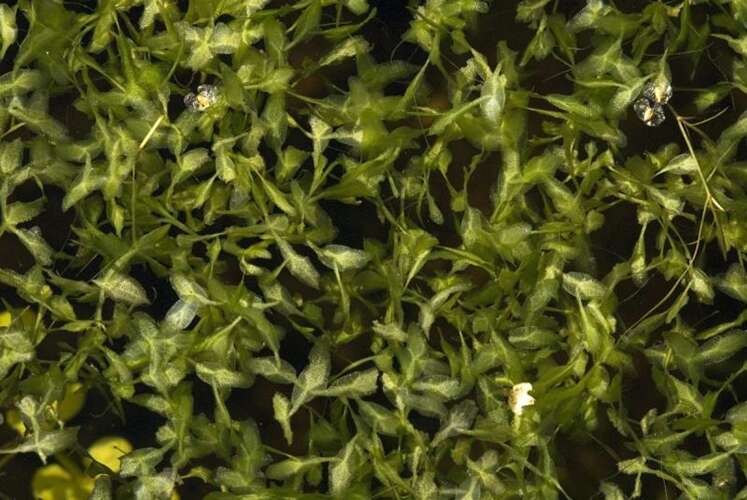 Afbeelding bij Puntkroos