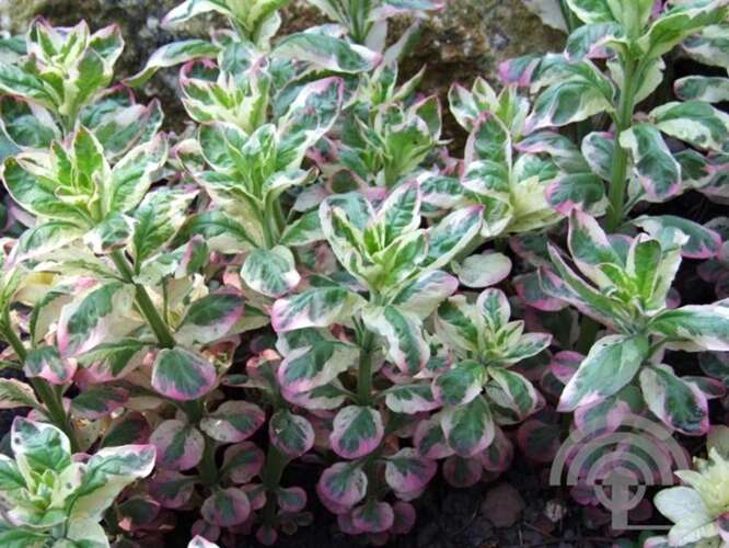 Afbeelding bij Puntwederik - Lysimachia punctata &#039;Variegata&#039; 