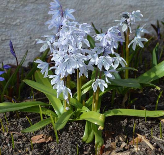Afbeelding bij Puschkinia / Saffierhyacint 