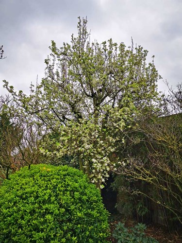 Afbeelding bij Pyrus calleryana chanticleer / Sierpeer
