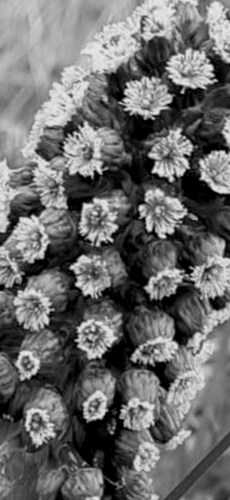 Afbeelding bij Raad welke plant er staat afgebeeld