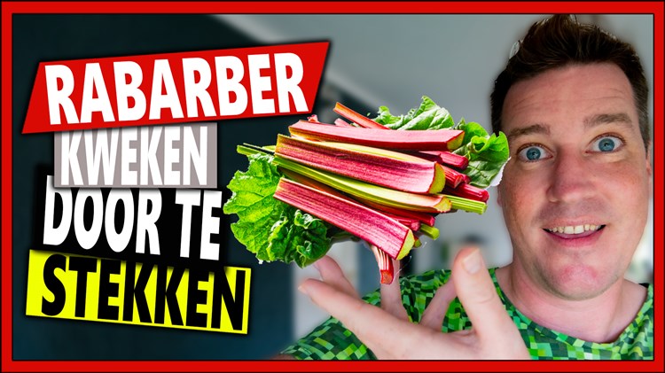 Afbeelding bij Rabarber vermeerderen door te stekken