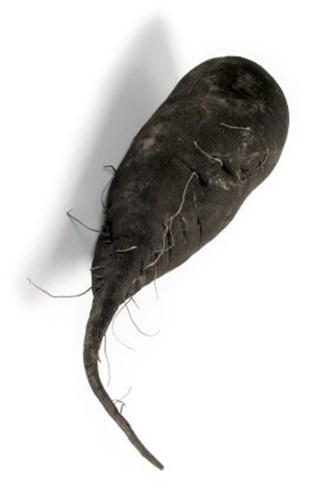 Afbeelding bij Rammenas