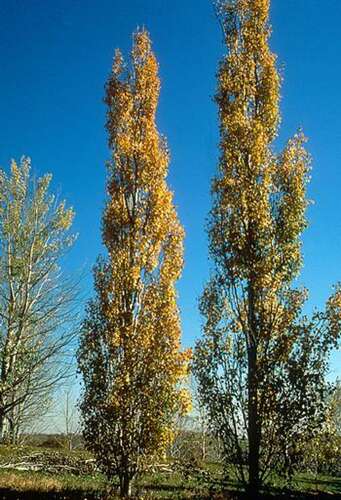 Afbeelding bij Ratelpopulier - Esp - Populus tremula &#039;Erecta&#039;