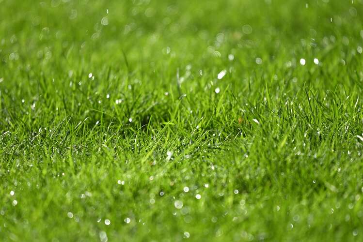 Afbeelding bij Regenwater blijft staan op gazon