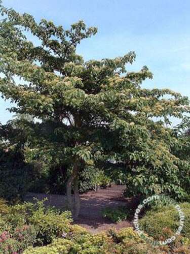Afbeelding bij Reuzenkornoelje - Cornus controversa