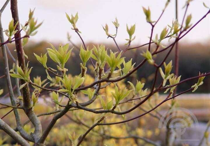 Afbeelding bij Reuzenkornoelje - Cornus controversa &#039;Candle Light&#039; 