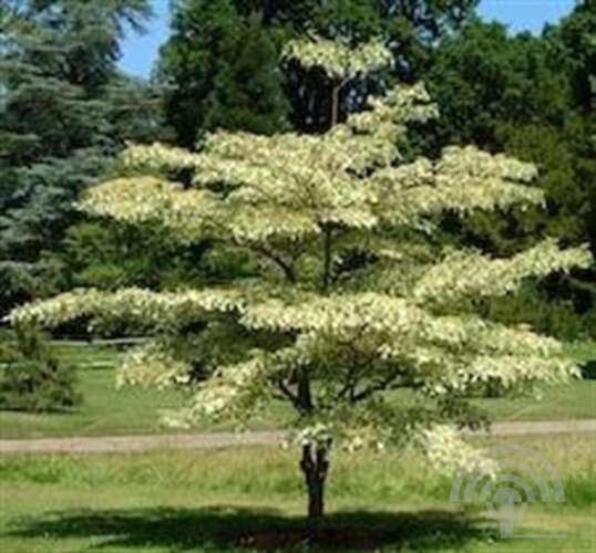 Afbeelding bij Reuzenkornoelje - Cornus controversa &#039;Pagoda&#039; 