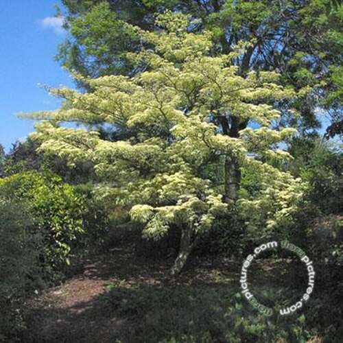 Afbeelding bij Reuzenkornoelje - Cornus controversa &#039;Variegata&#039; 
