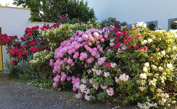 Afbeelding bij Rhododendrons plantenfiche algemeen voor de soort