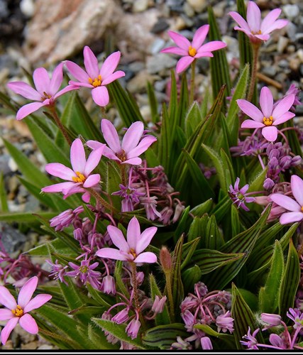 Afbeelding bij Rhodohypoxis / Sterretjesgras