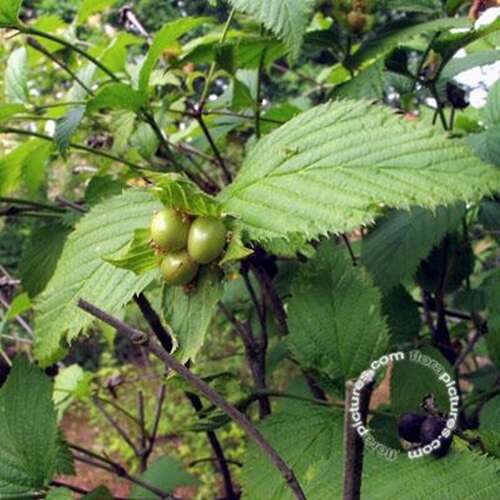 Afbeelding bij Rhodotypos - Rhodotypos scandens 