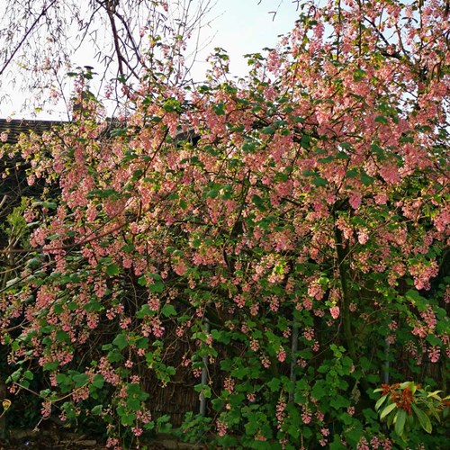 Afbeelding bij Ribes sanguineum / siertrosbes / rode ribes 