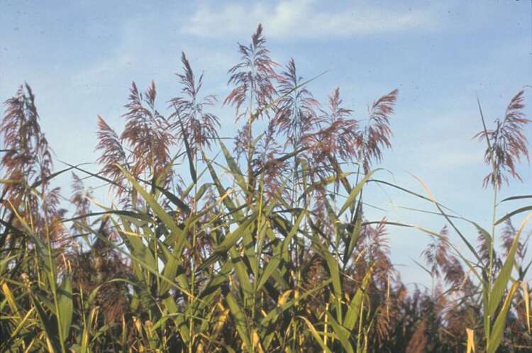 Afbeelding bij Riet - Phragmites australis