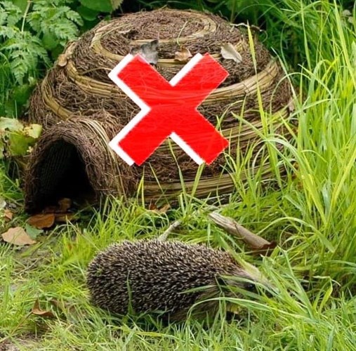 Afbeelding bij Rieten egelhuisjes zijn gevaarlijk voor egels
