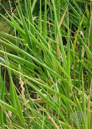 Afbeelding bij Rietgras - Phalaris arundinacea