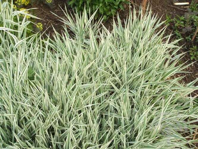 Afbeelding bij Rietgras - Phalaris arundinacea &#039;Picta&#039;