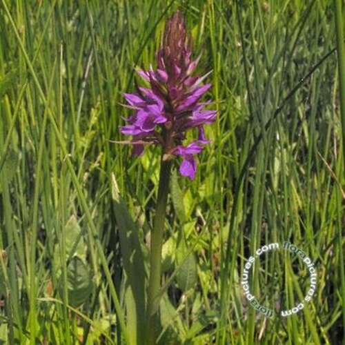 Afbeelding bij Rietorchis - Dactylorhiza majalis praetermissa