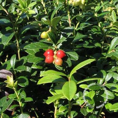 Afbeelding bij Rode bosbes - Vossenbes - Vaccinium vitis-idaea 'Koralle' 