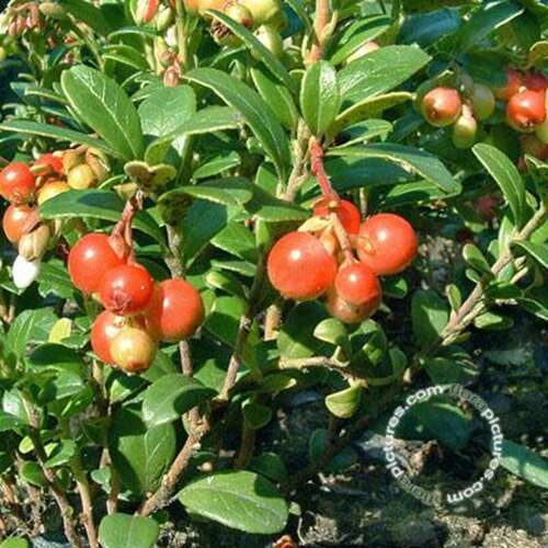 Afbeelding bij Rode bosbes - Vossenbes - Vaccinium vitis-idaea 'Red Pearl'