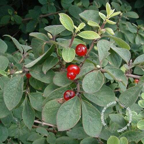 Afbeelding bij Rode kamperfoelie - Lonicera xylosteum &#039;Clavey&#039;s Dwarf&#039;