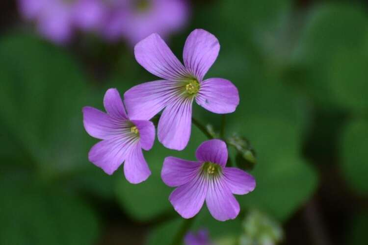 Afbeelding bij Rode Klaverzuring