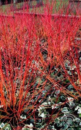 Afbeelding bij Rode kornoelje - Cornus sang. &#039;Anny&#039;s Winter Orange&#039;