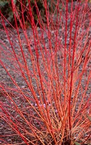 Afbeelding bij Rode kornoelje - Cornus sang. 'Midwinter Fire'