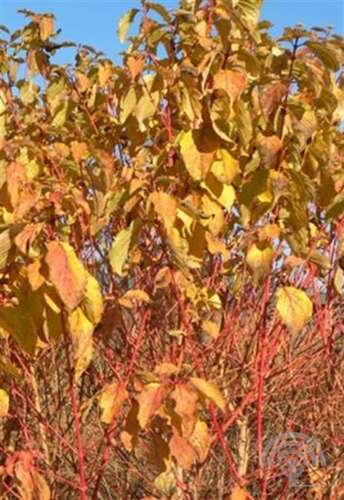 Afbeelding bij Rode kornoelje - Cornus sang. &#039;Winter Beauty&#039;