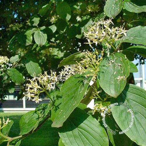 Afbeelding bij Rode kornoelje - Cornus sanguinea 