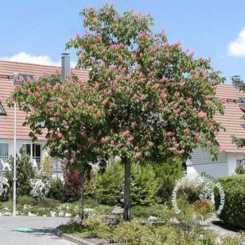 Afbeelding bij Rode paardenkastanje - Aesculus carnea &#039;Briotii&#039; 