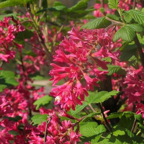 Afbeelding bij Rode ribes - Ribes sang. &#039;King Edward VII&#039; 