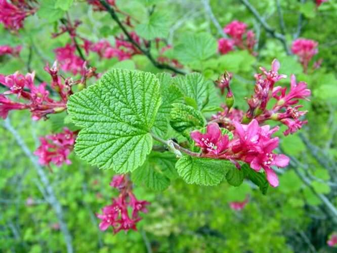 Afbeelding bij Rode ribes - Ribes sanguineum 