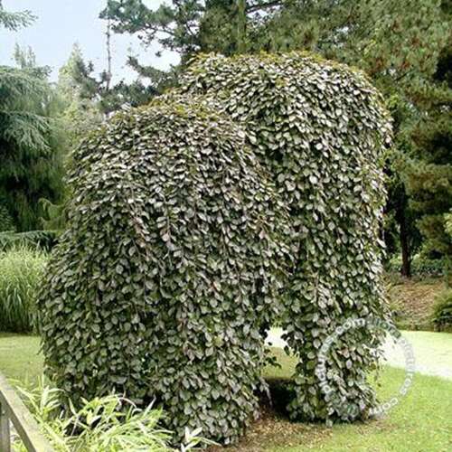 Afbeelding bij Rode treurbeuk - Fagus syl. &#039;Purpurea Pendula&#039;