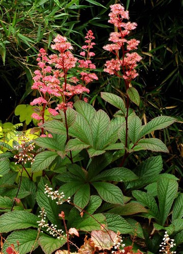 Afbeelding bij Rodgersia / Schout bij nacht (soort)
