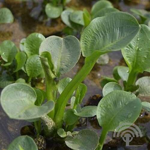 Afbeelding bij Rondbladige waterweegbree - Alisma - parviflorum 