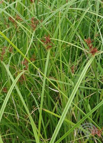 Afbeelding bij Rood cypergras - Cyperus longus 