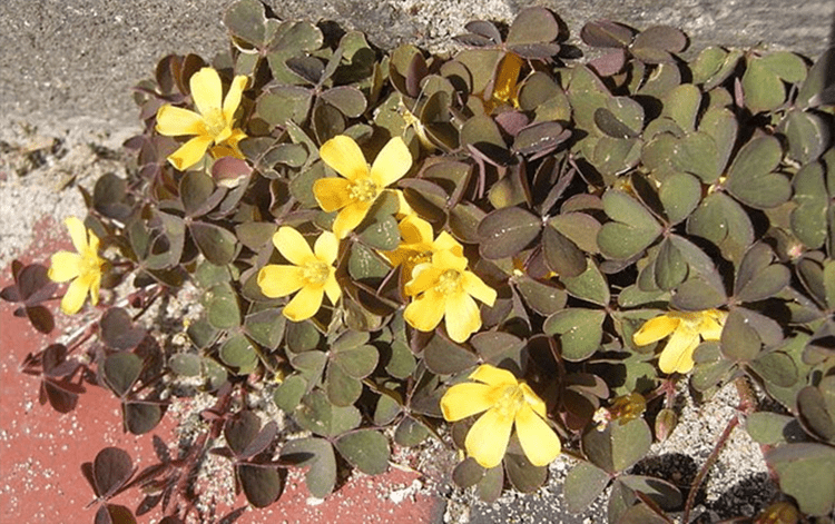 Afbeelding bij Rood kruipend onkruid met geel bloemetje