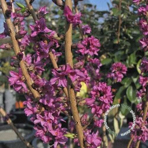 Afbeelding bij Rood peperboompje - Daphne mezereum &#039;Rubra&#039;