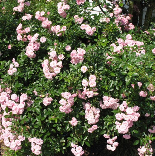 Afbeelding bij Roos the fairy / Miniatuur roos 