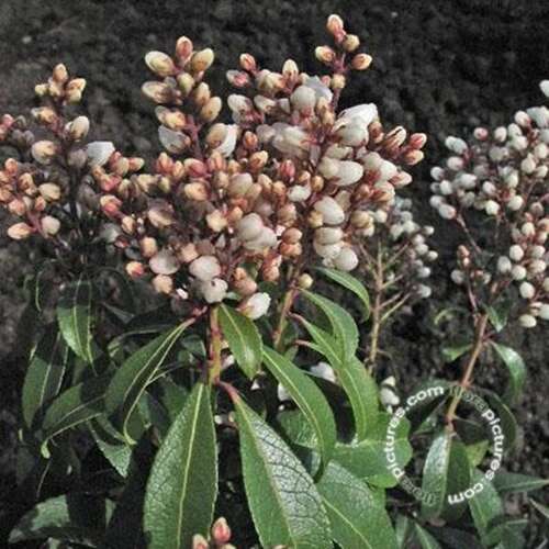 Afbeelding bij Rotsheide - Pieris jap. &#039;Bonfire&#039; 