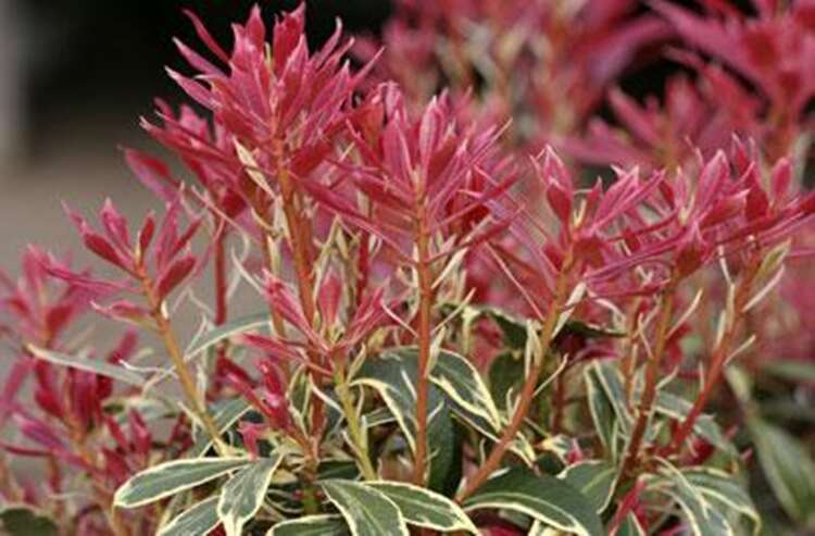 Afbeelding bij Rotsheide - Pieris jap. 'Carnaval'