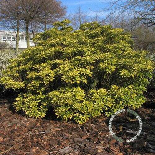 Afbeelding bij Rotsheide - Pieris jap. 'Debutante' 