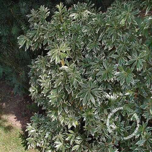 Afbeelding bij Rotsheide - Pieris jap. &#039;Flaming Silver&#039; 