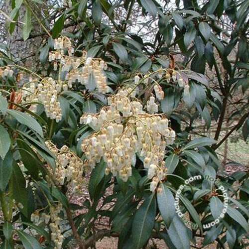 Afbeelding bij Rotsheide - Pieris jap. &#039;Forest Flame&#039; 